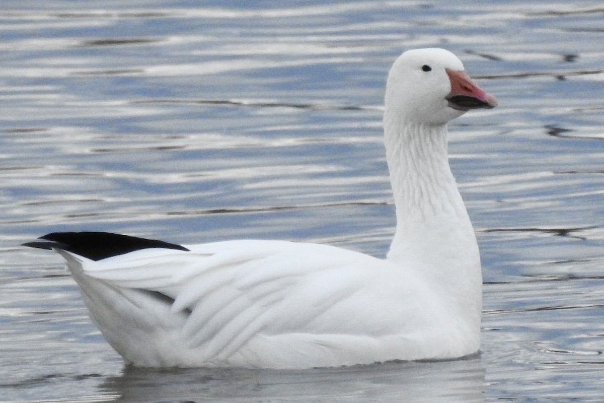 Snow Goose - ML645463400