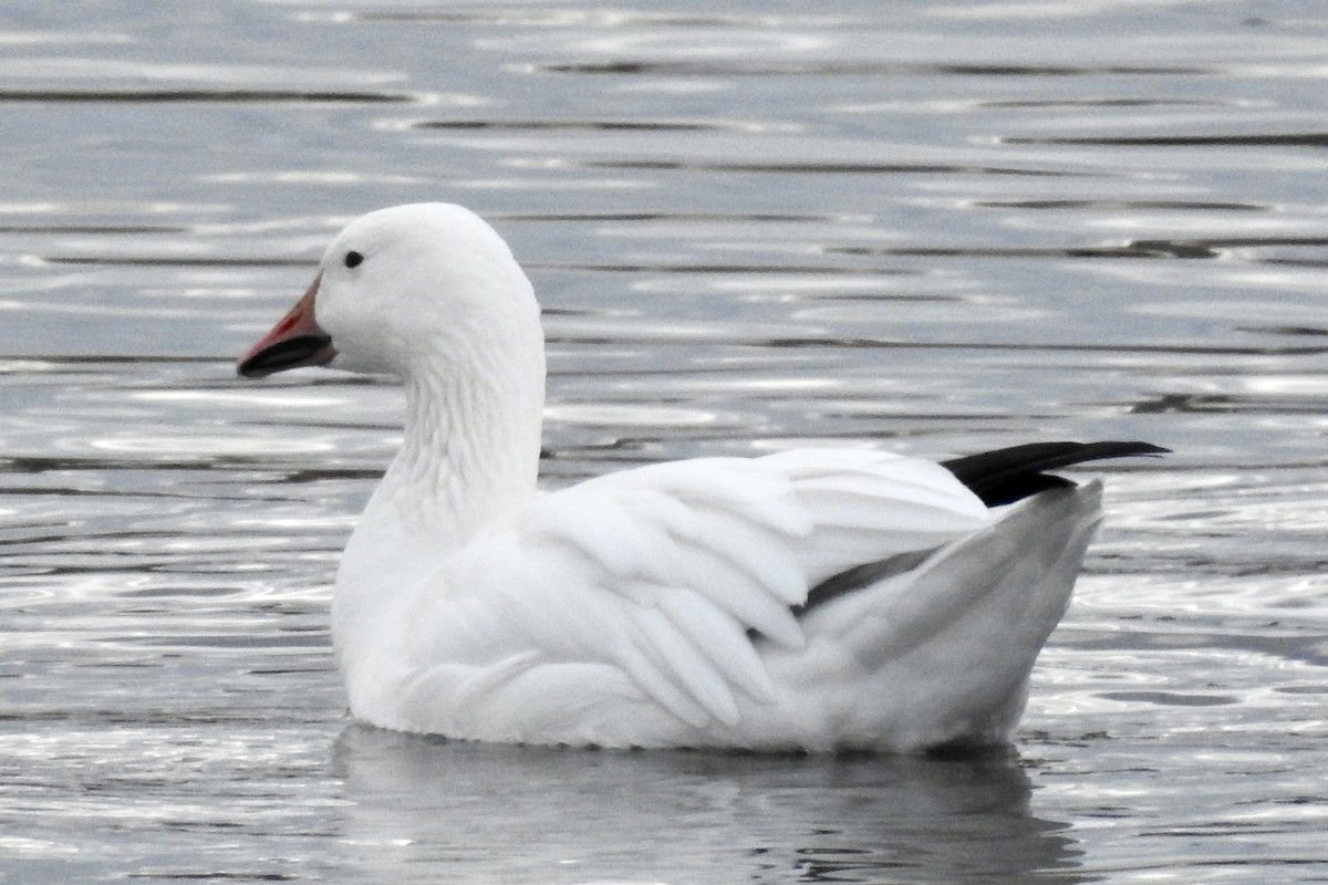 Snow Goose - ML645463402