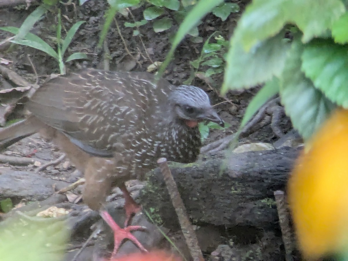 オビオシャクケイ - ML645463403