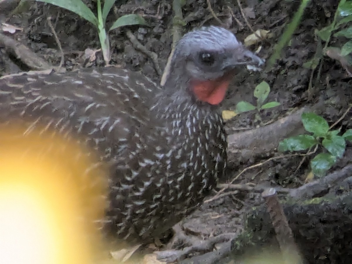 オビオシャクケイ - ML645463404