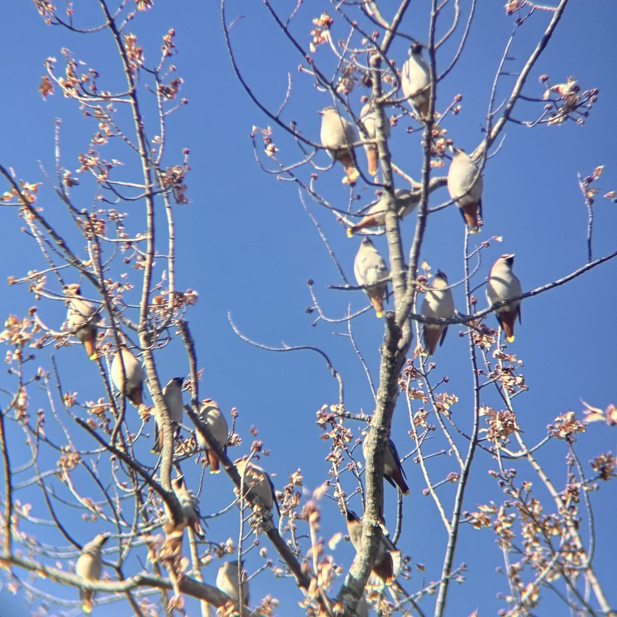 キレンジャク - ML645463414