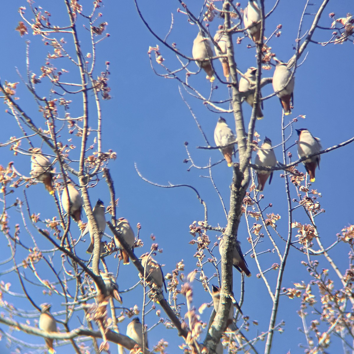 キレンジャク - ML645463415