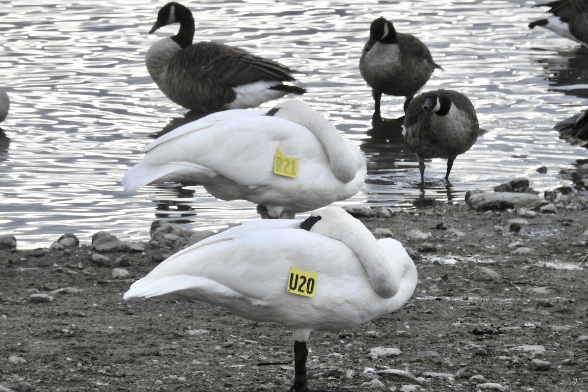 Trumpeter Swan - ML645463418