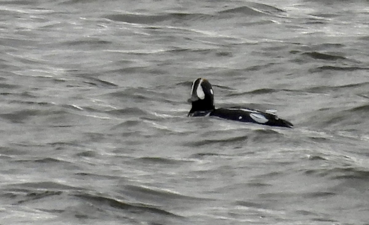 Harlequin Duck - ML645463428