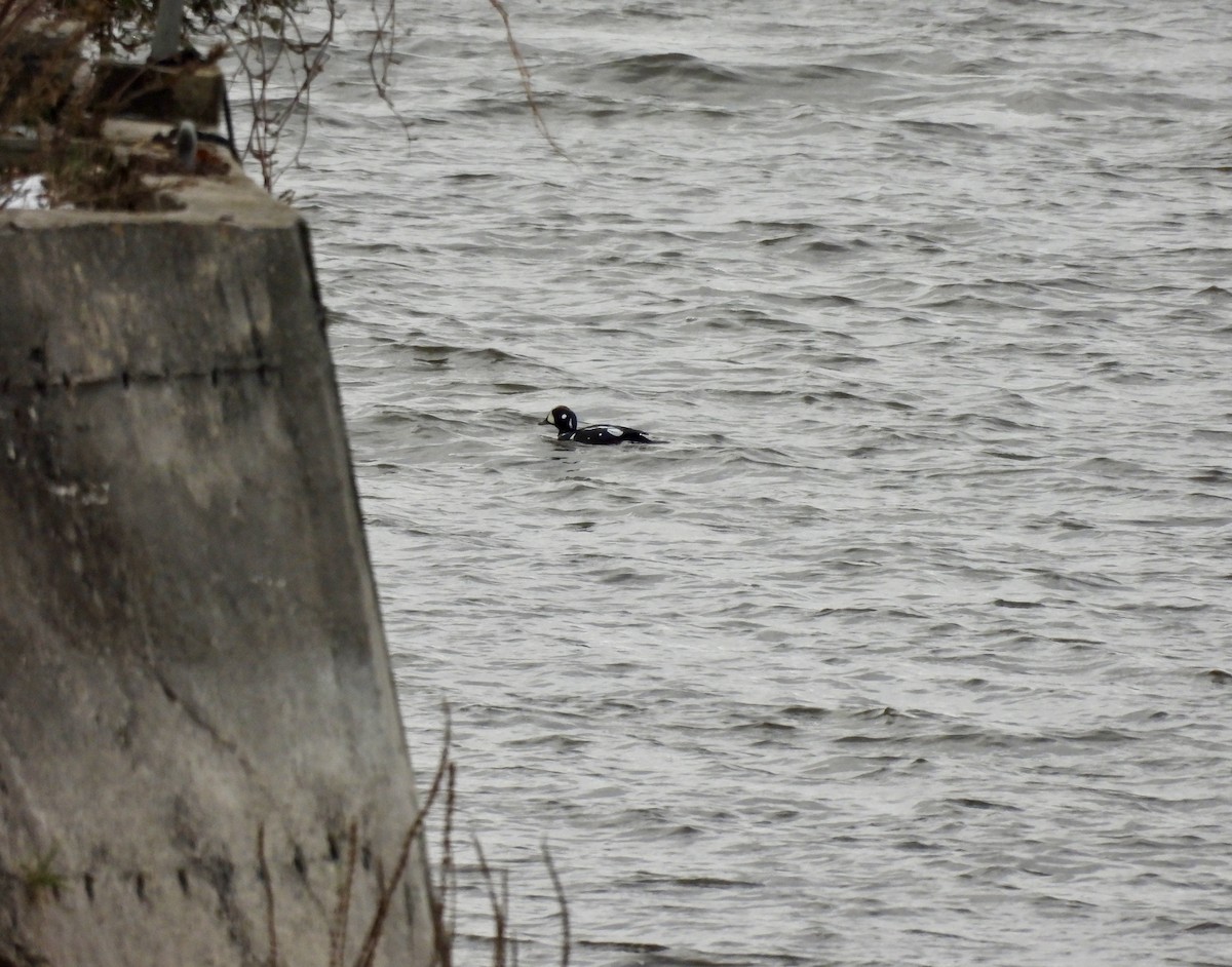 Harlequin Duck - ML645463430