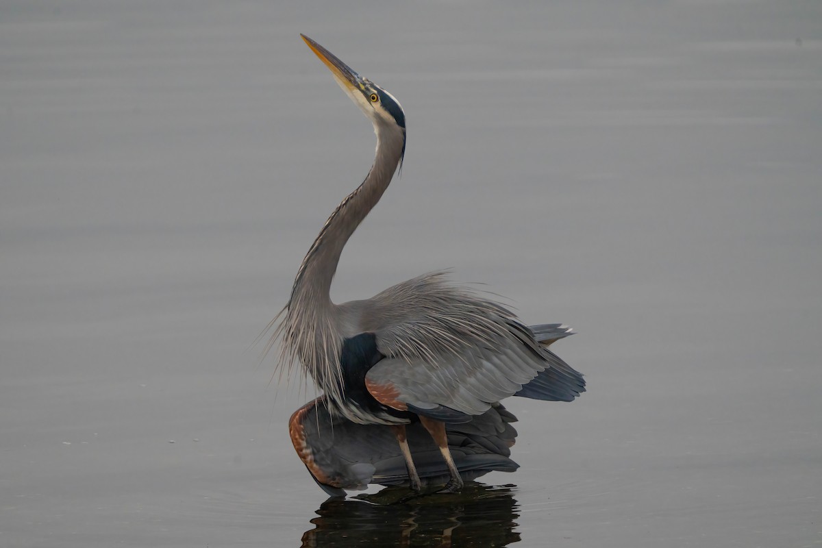 Great Blue Heron - ML645463480