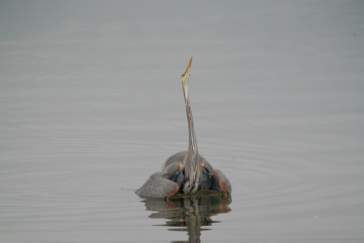 Great Blue Heron - ML645463481