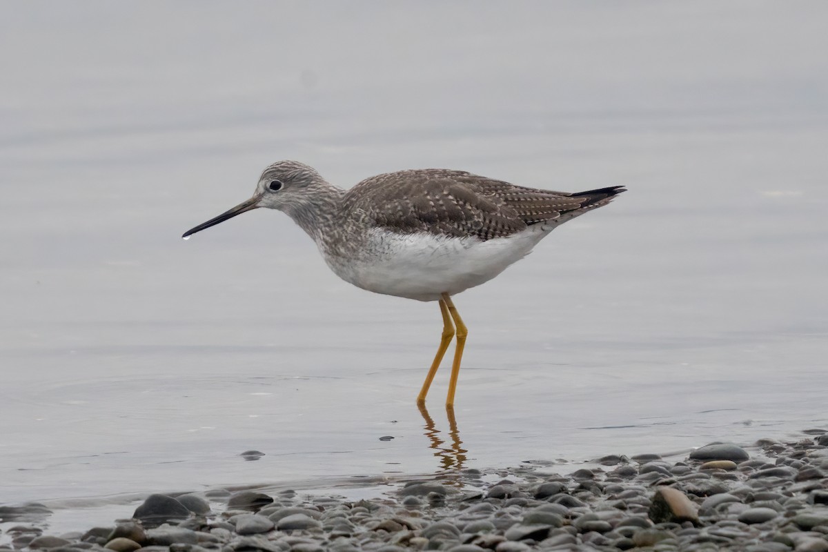 Greater Yellowlegs - ML645463487