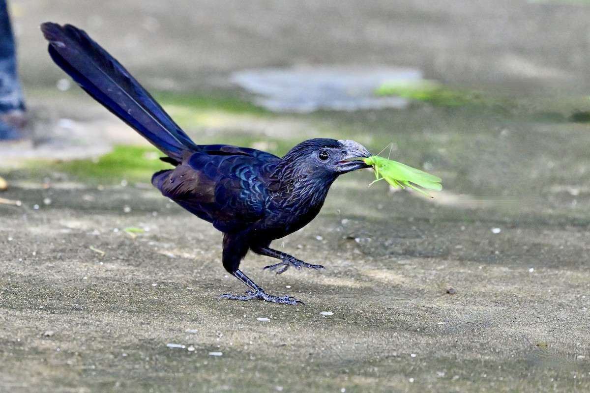 Smooth-billed Ani - ML645463499