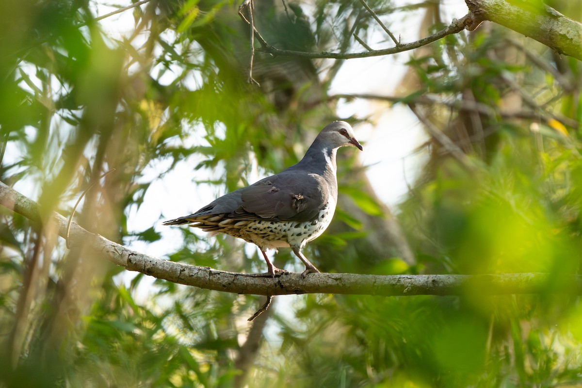 Wongataube - ML645463500