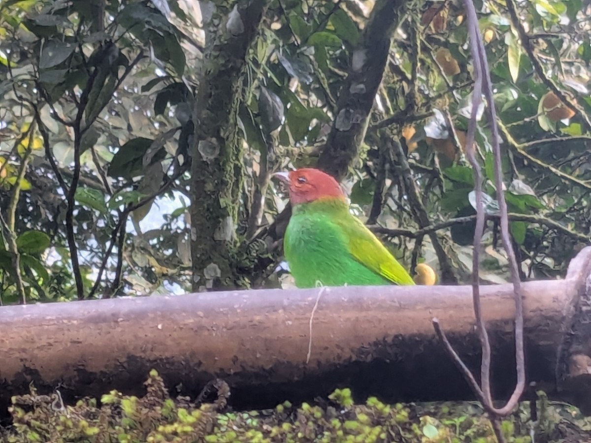 Bay-headed Tanager - ML645463502