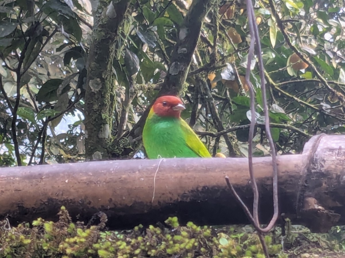 Bay-headed Tanager - ML645463503