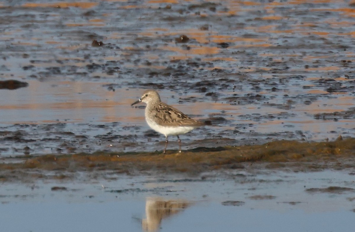 jespák tundrový - ML645463504