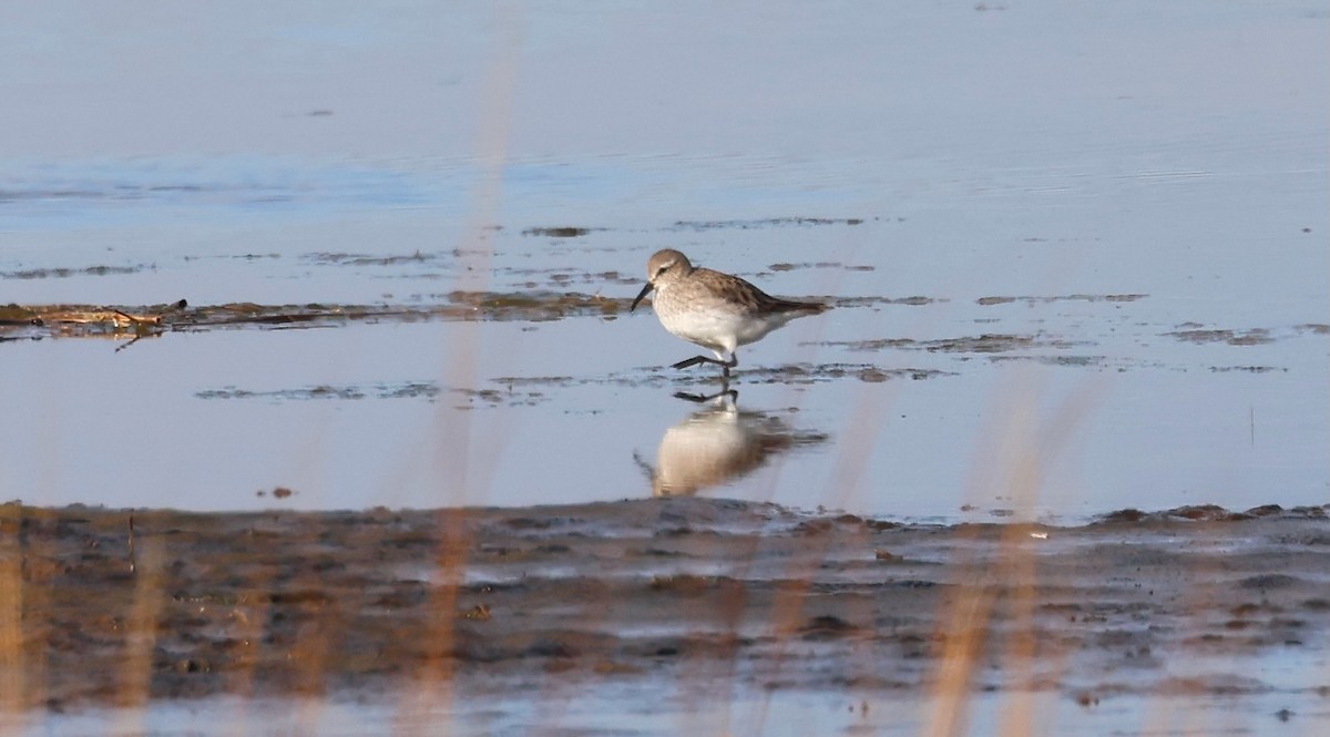 jespák tundrový - ML645463508