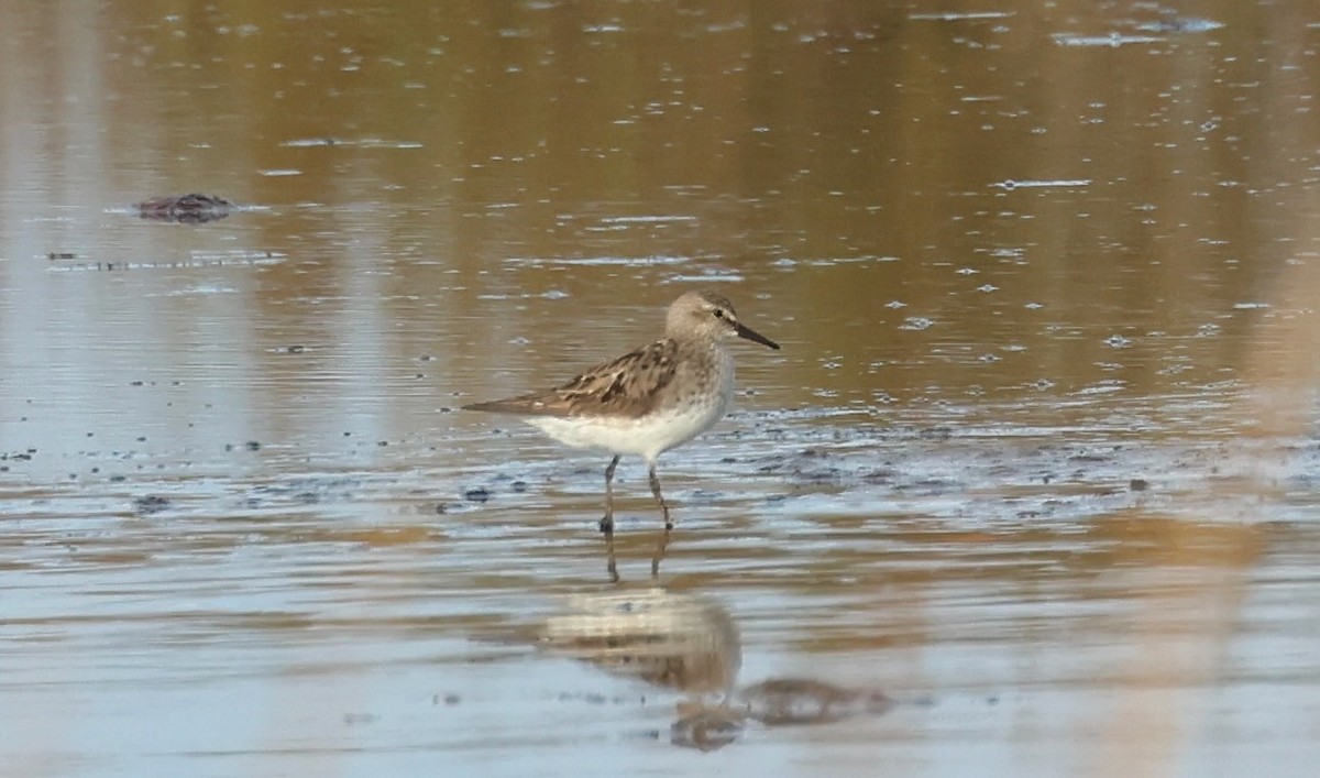 jespák tundrový - ML645463521