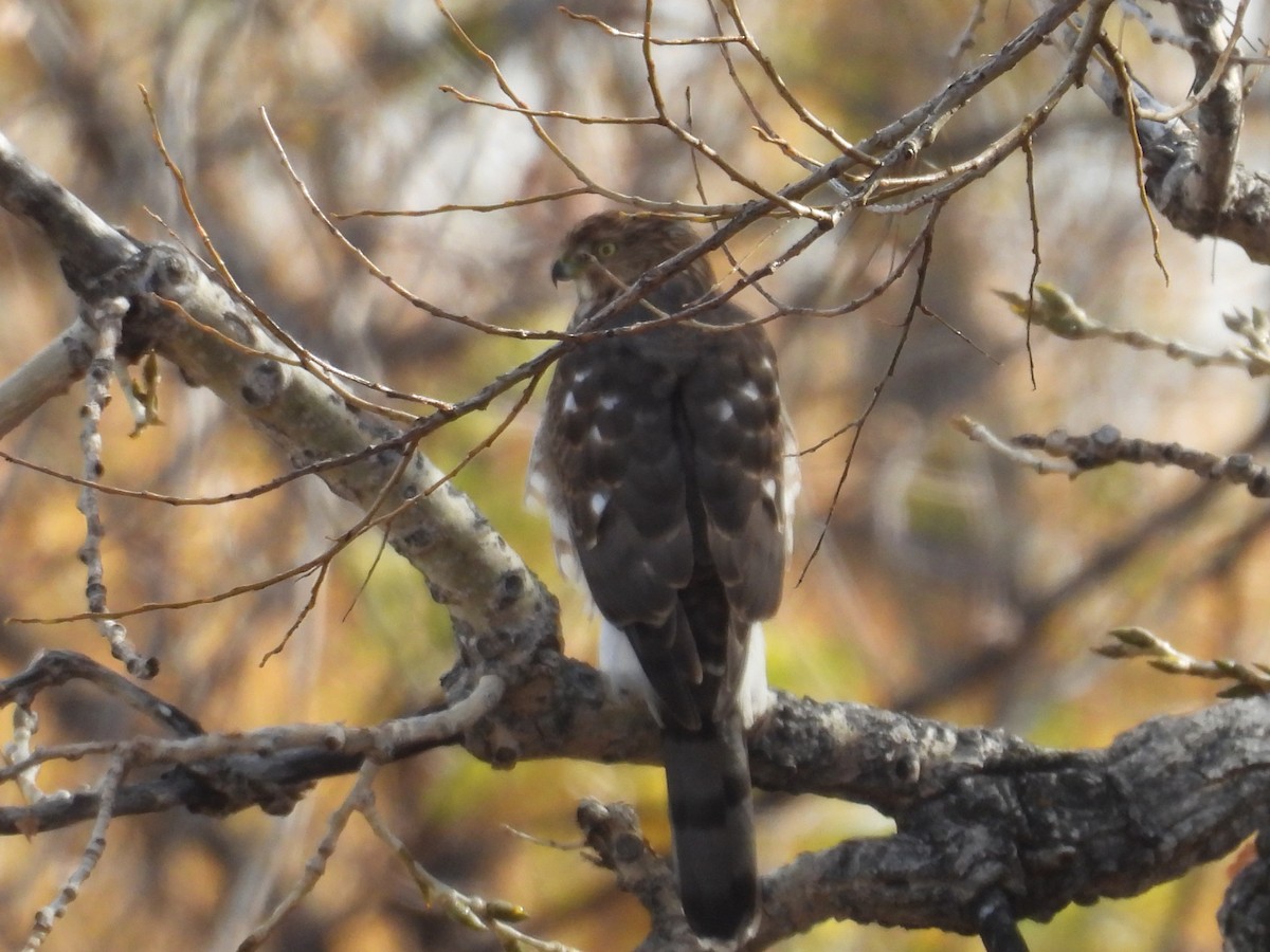 Cooper's Hawk - ML645463531