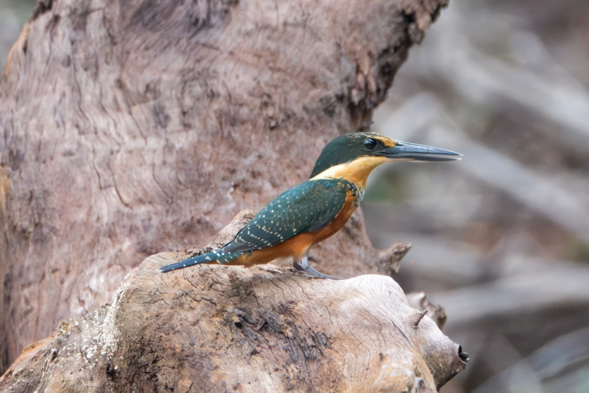 Green-and-rufous Kingfisher - ML645463537