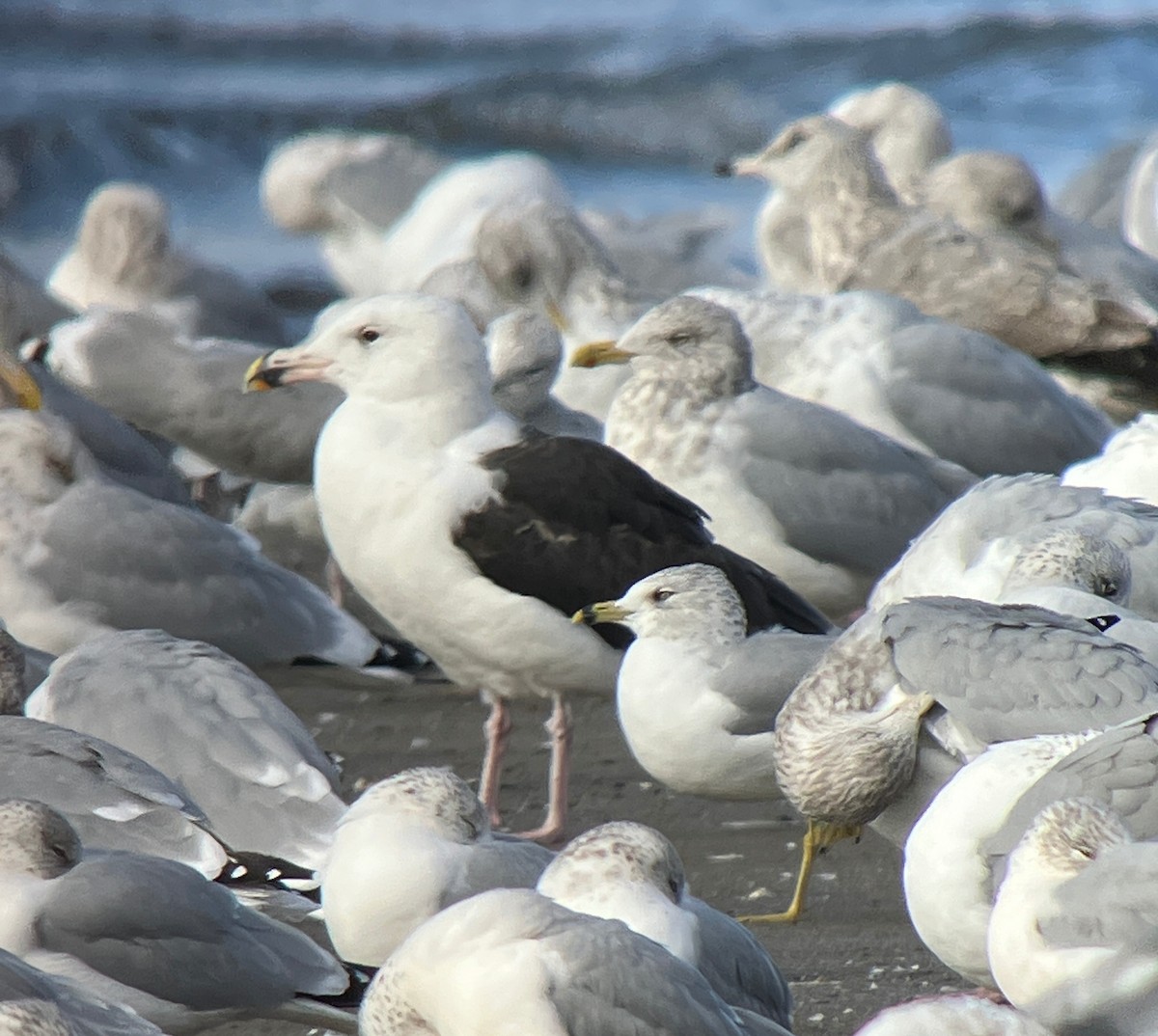 Büyük Kara Sırtlı Martı - ML645463555