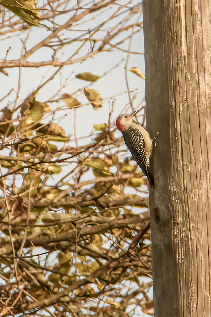 Red-bellied Woodpecker - ML645463563