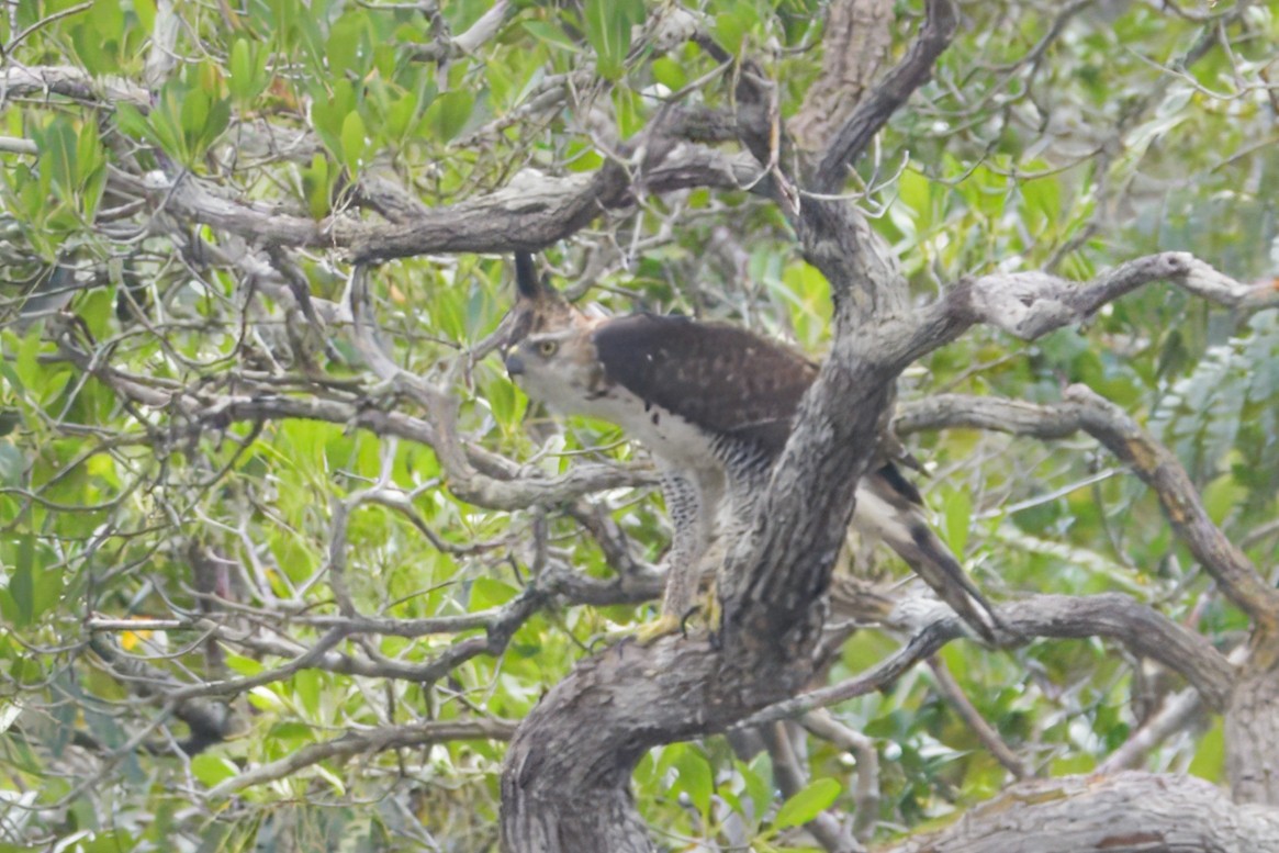 orel zdobený - ML645463582