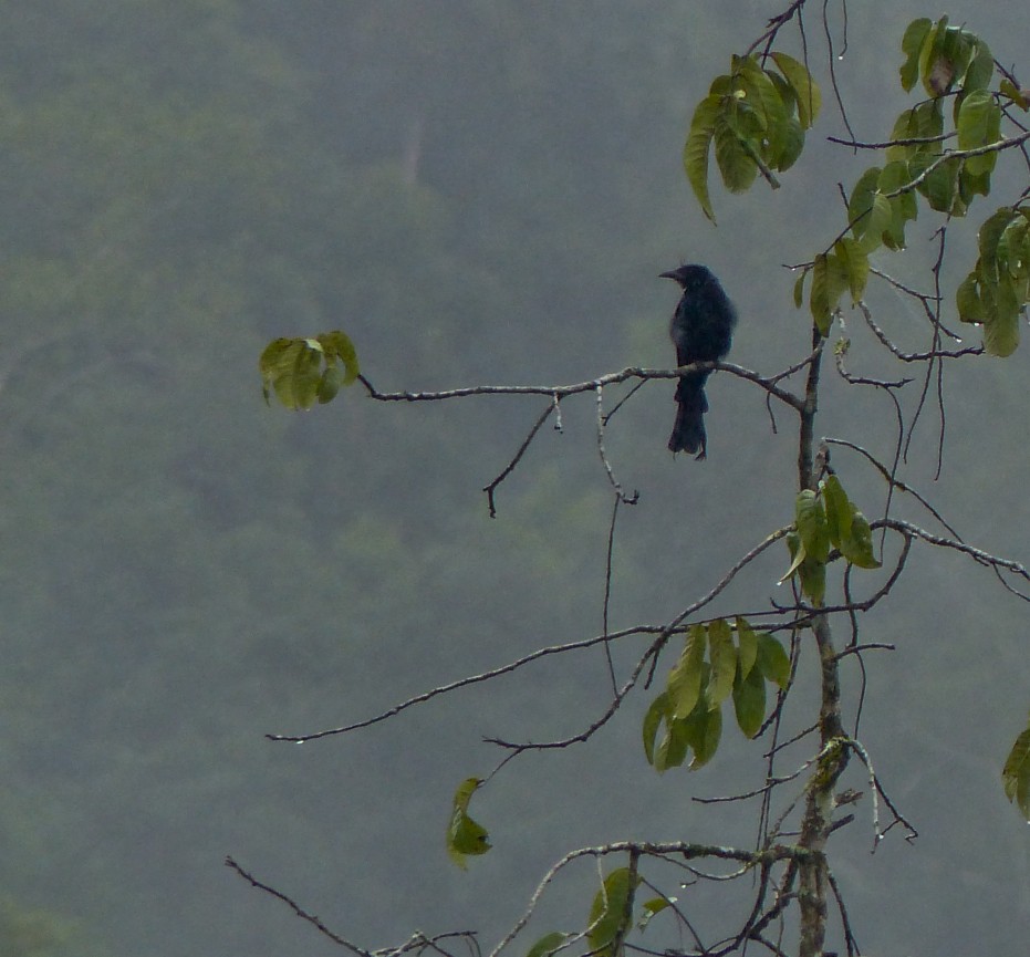 Hair-crested Drongo - ML645463585