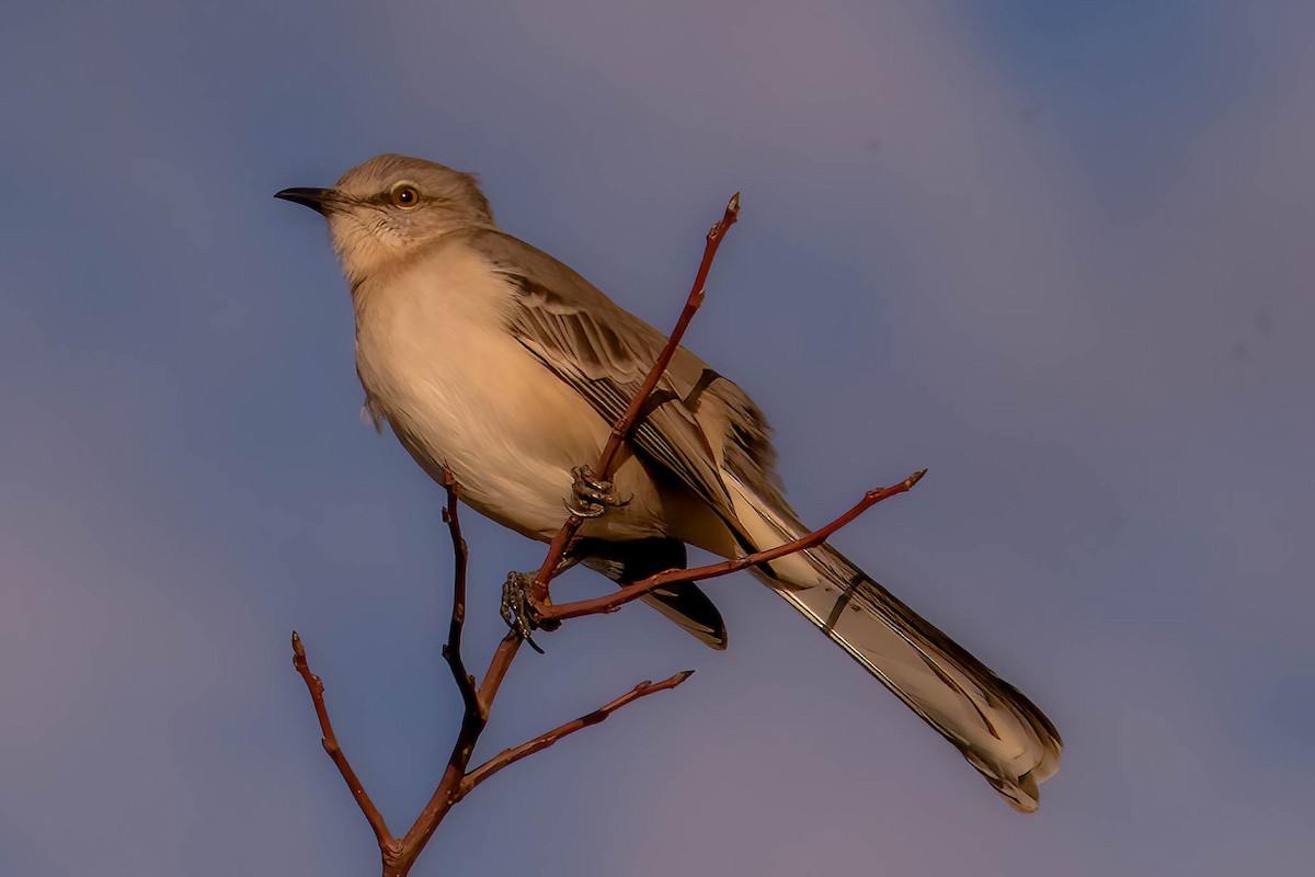 Northern Mockingbird - ML645463587