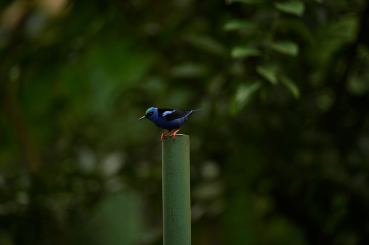 Red-legged Honeycreeper - ML645463590