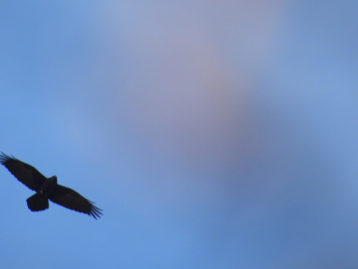 Erroi handia - ML645463592