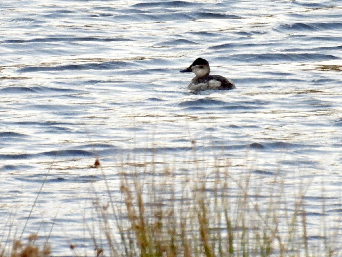 Савка американська - ML645463601