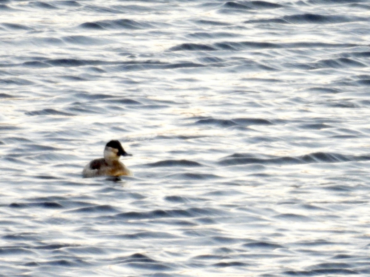 Савка американська - ML645463602