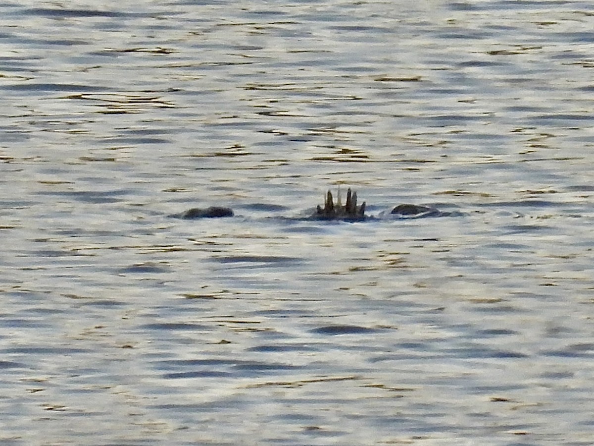 Савка американська - ML645463603