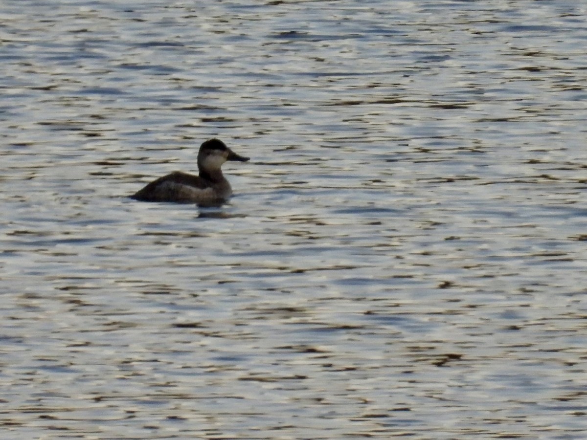 Савка американська - ML645463604