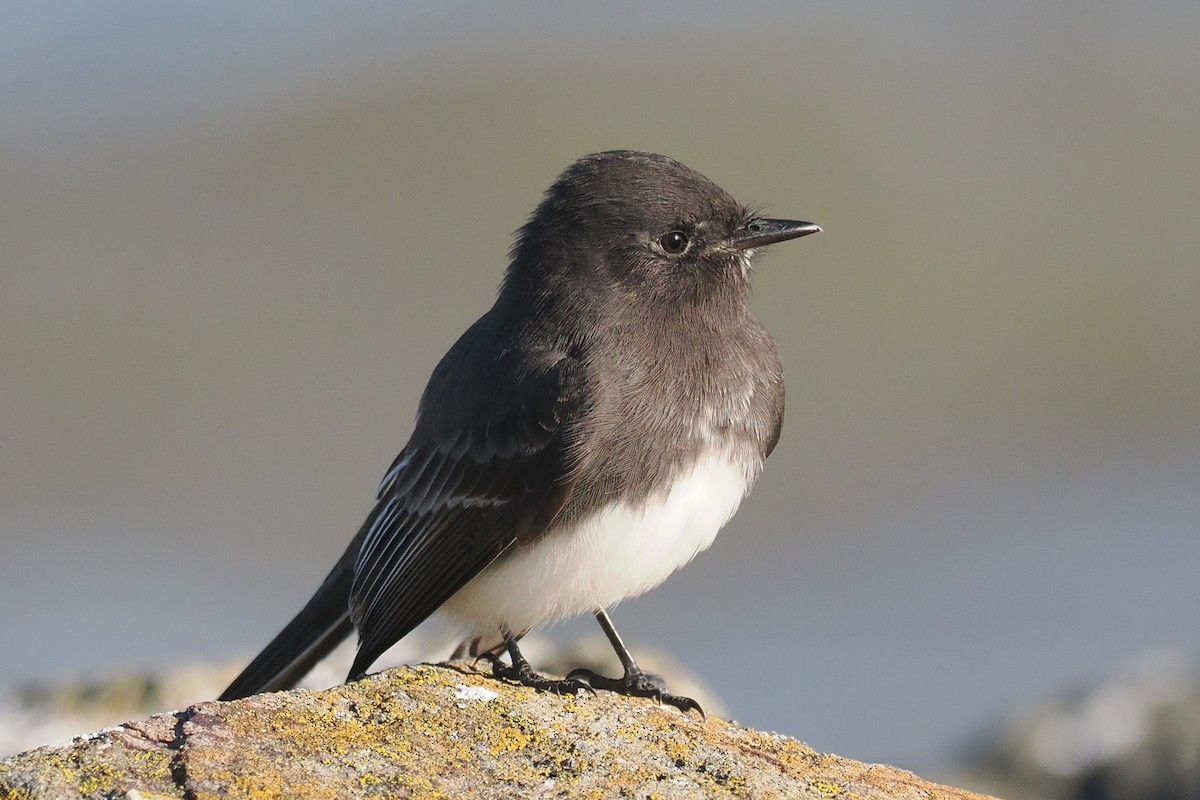 Black Phoebe - ML645463608