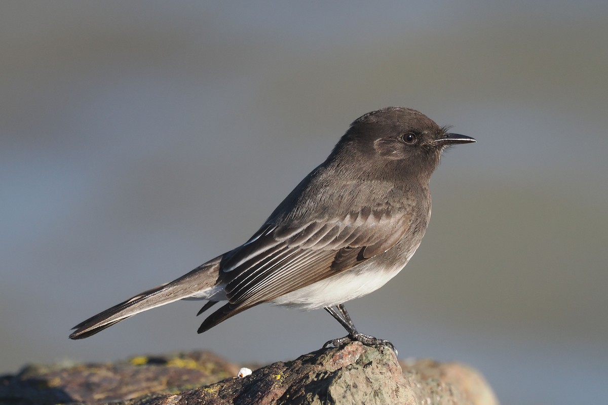 Black Phoebe - ML645463609