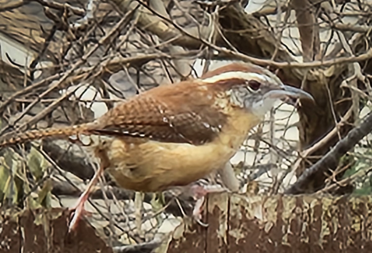 střízlík karolínský - ML645463619