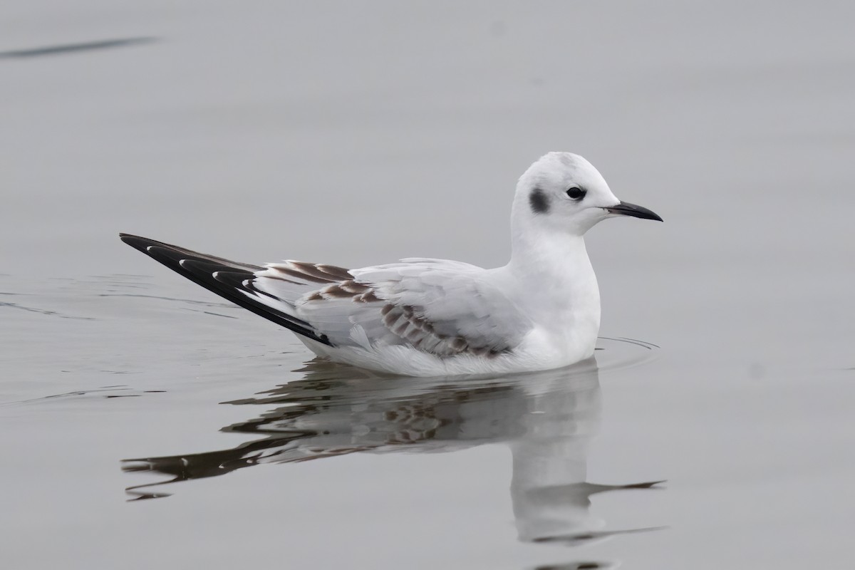Bonaparte's Gull - ML645463652
