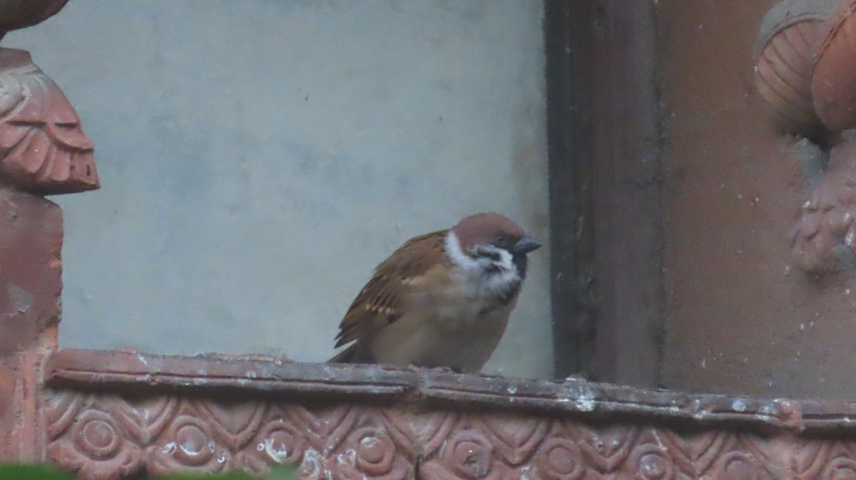 Ağaç Serçesi - ML645463664