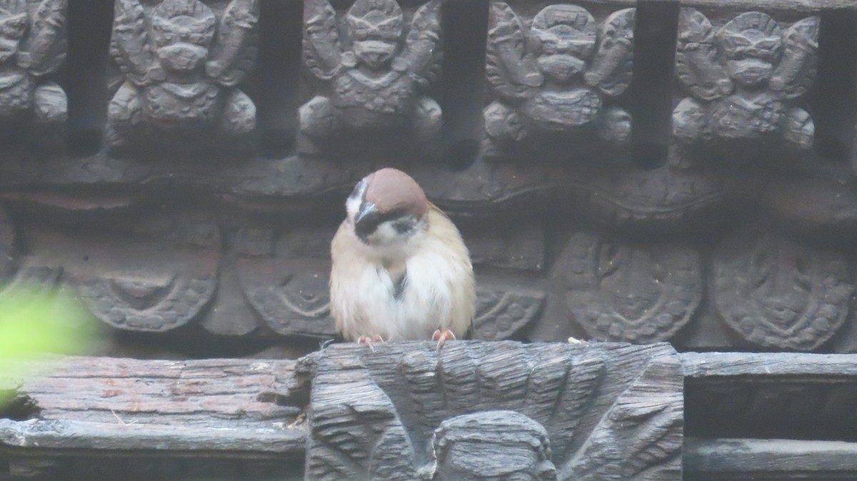 Ağaç Serçesi - ML645463665