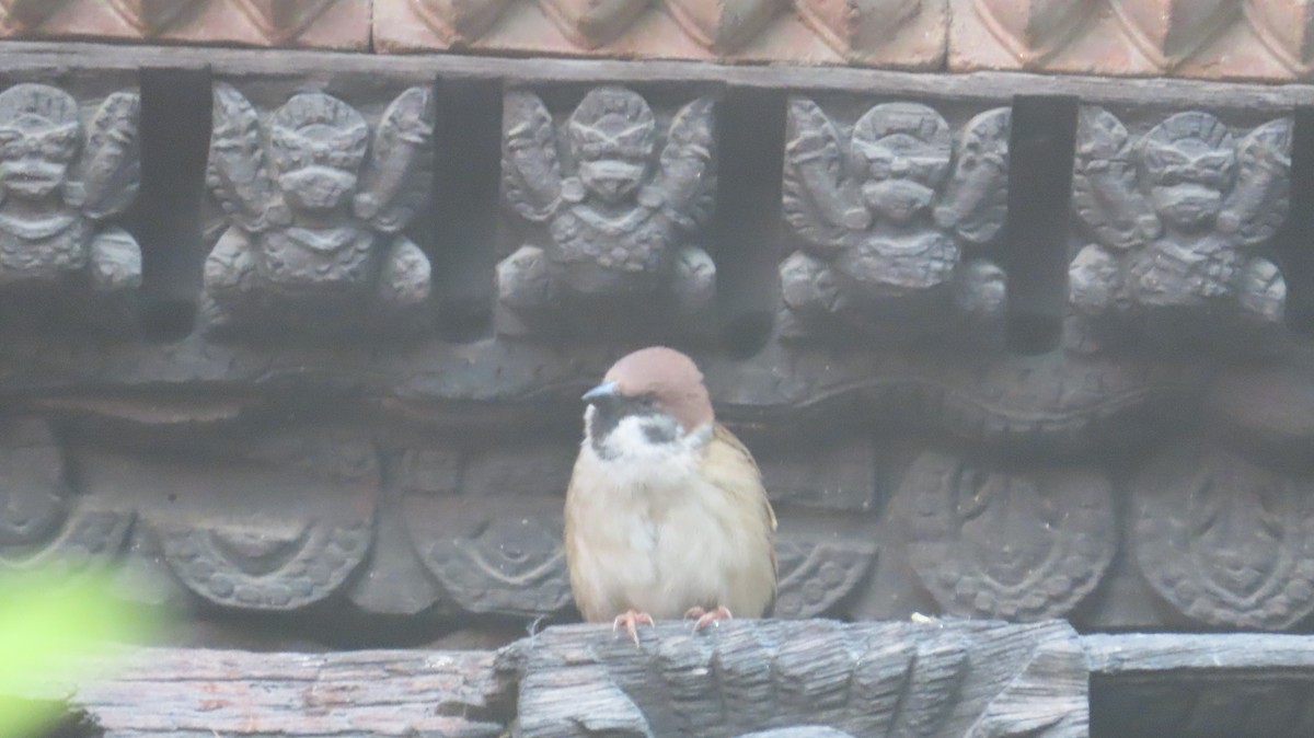 Ağaç Serçesi - ML645463666