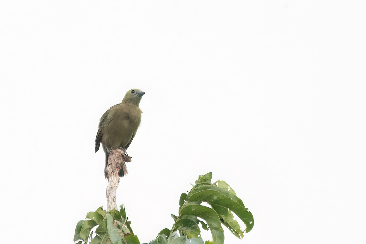 Tangara Palmera - ML645463682