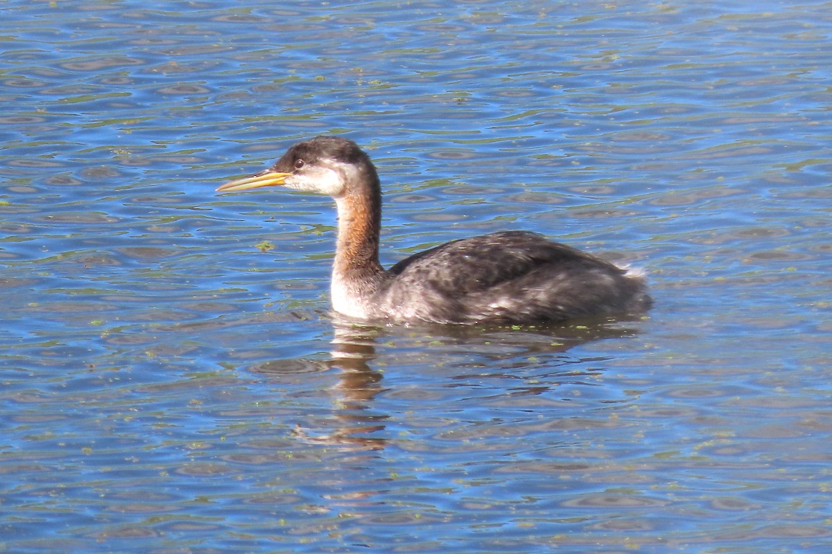 Grèbe jougris - ML645463683