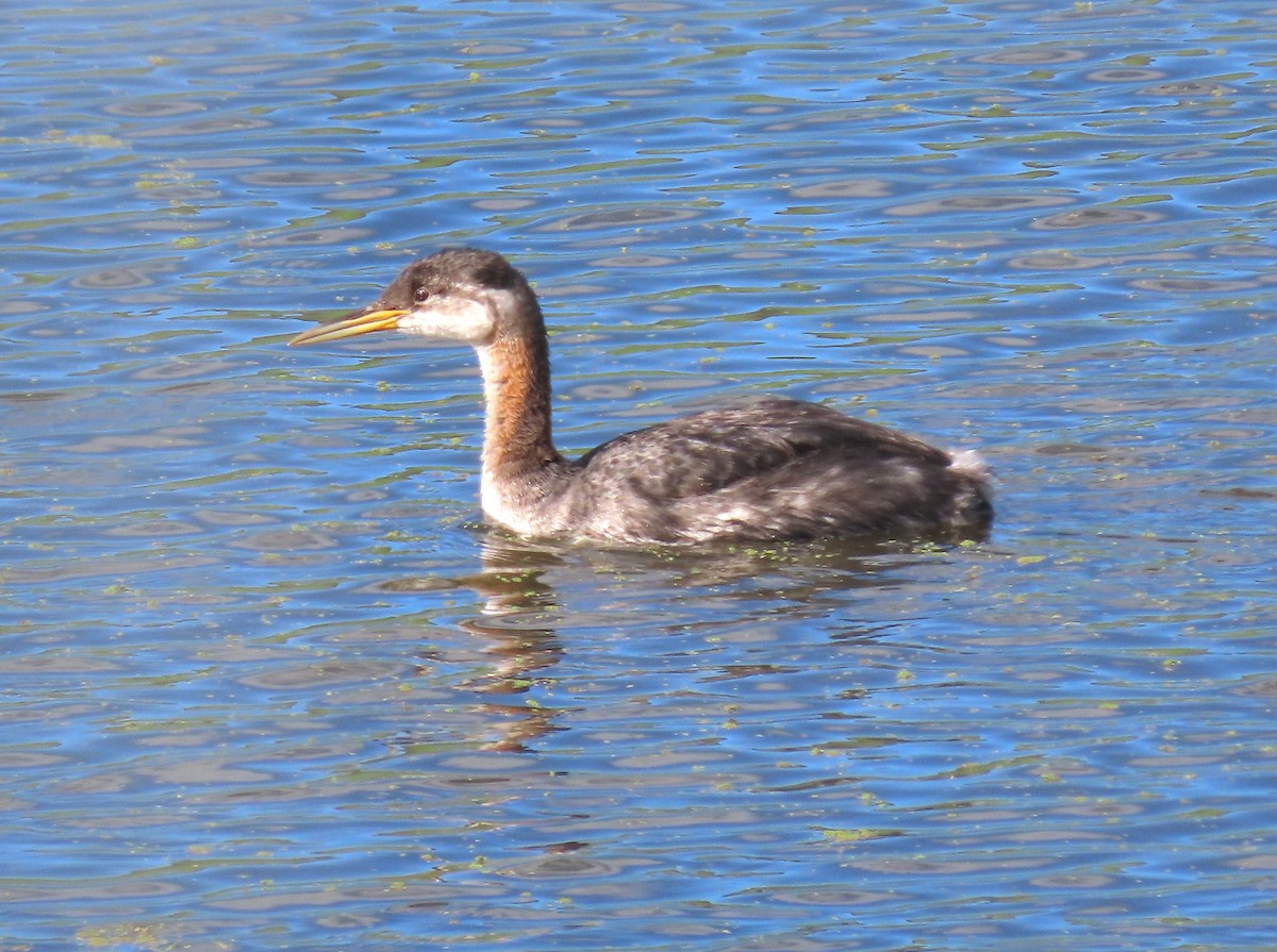 Grèbe jougris - ML645463684