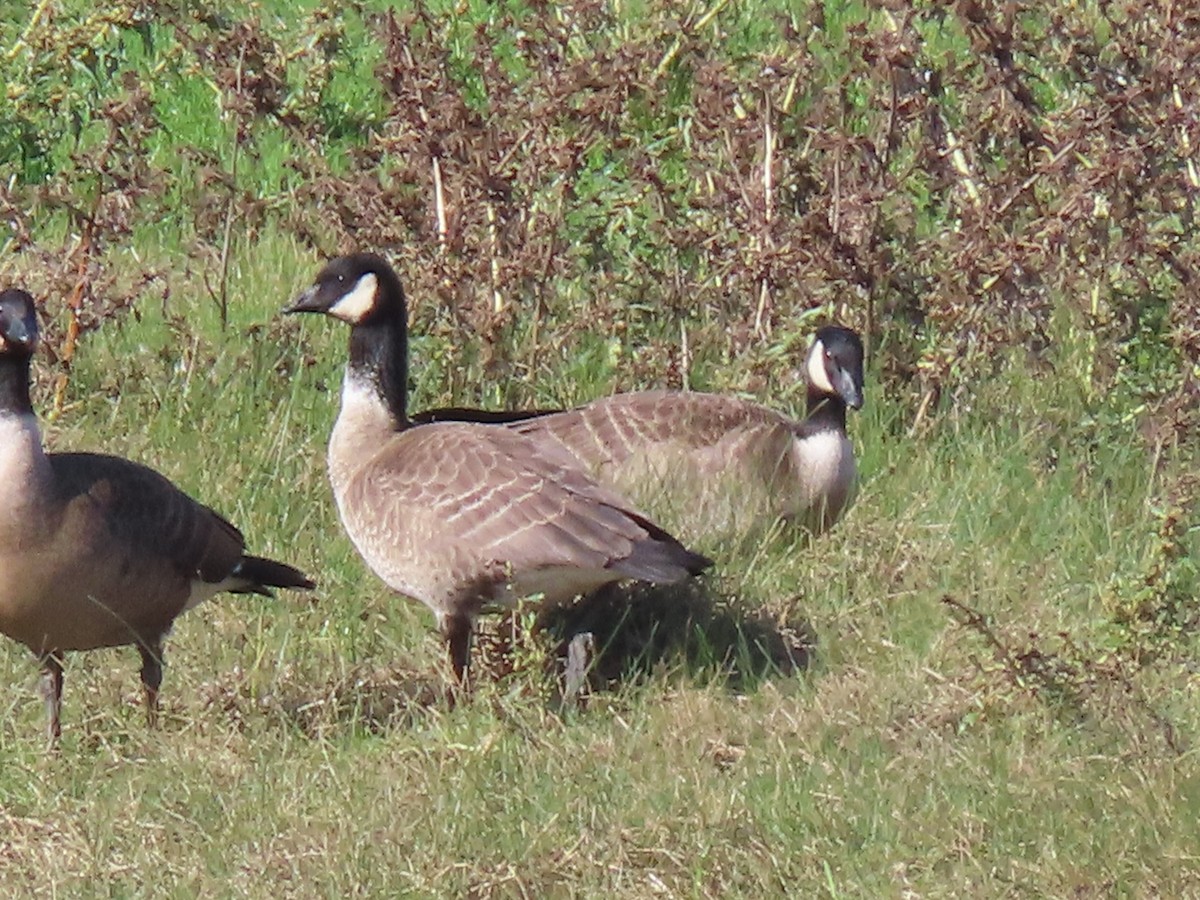 小加拿大雁 - ML645463703