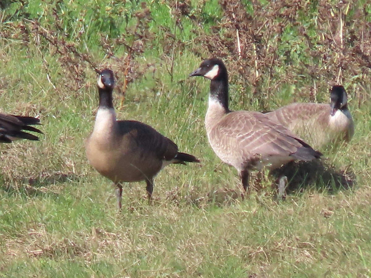 小加拿大雁 - ML645463708