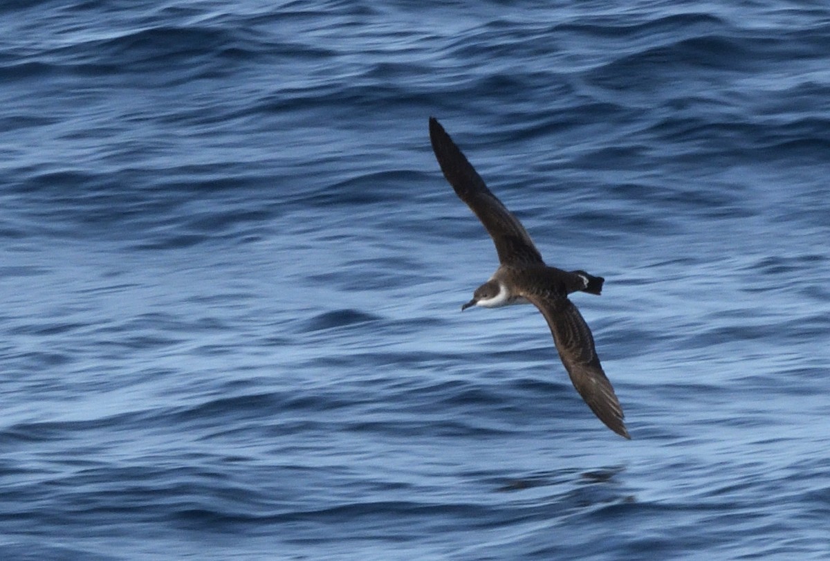 Great Shearwater - ML645463712