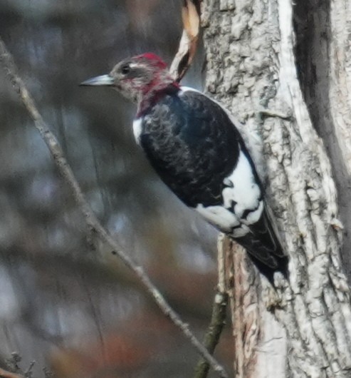 Red-headed Woodpecker - ML645463729