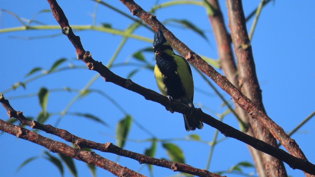 Himalayan Black-lored Tit - ML645463730