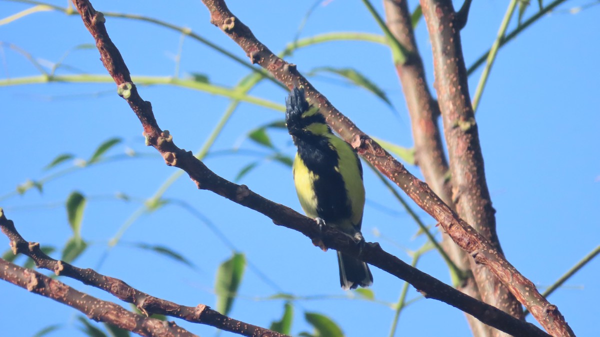 Himalayan Black-lored Tit - ML645463731