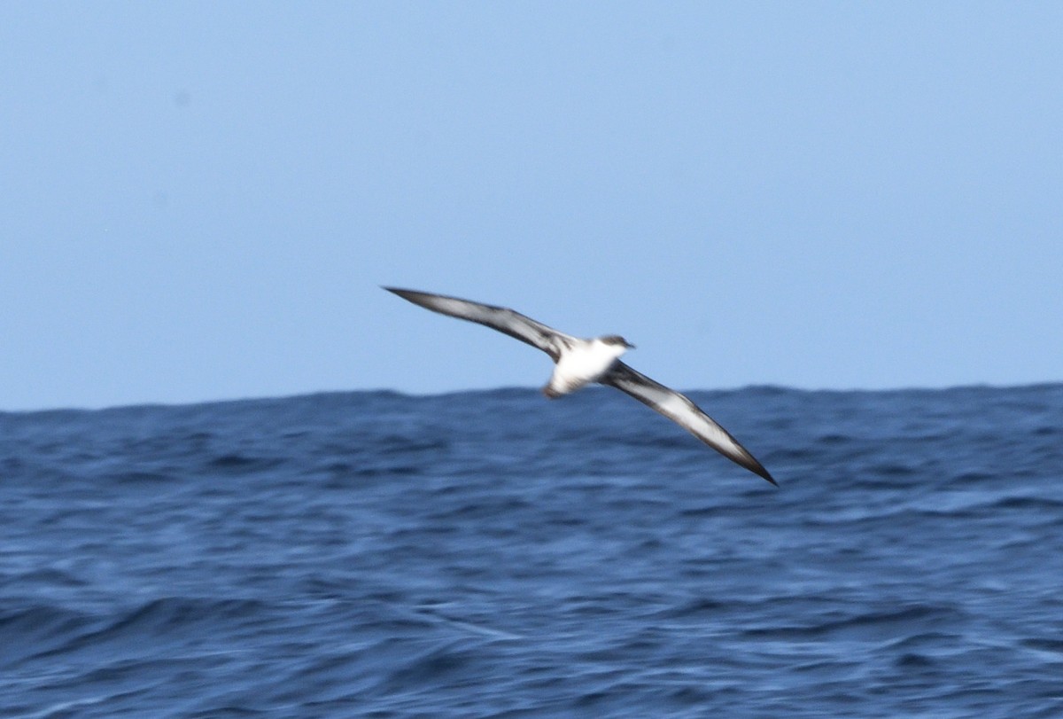 Great Shearwater - ML645463750