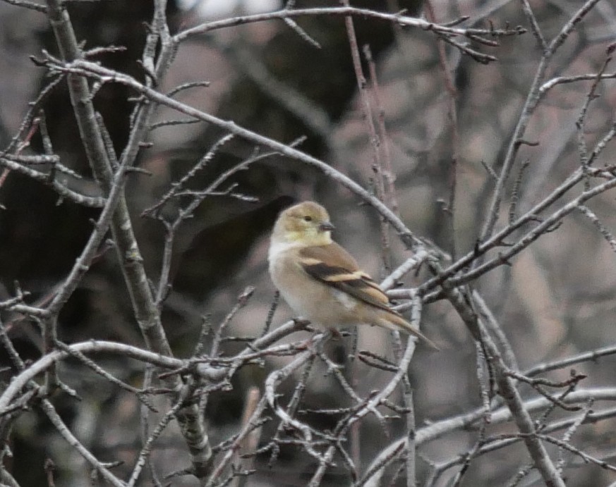 Altın İskete - ML645463753